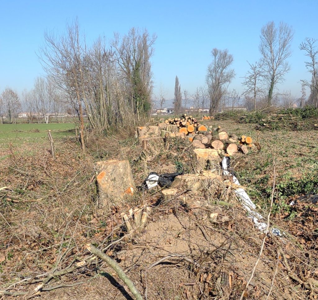 filare di alberi completamente tagliati