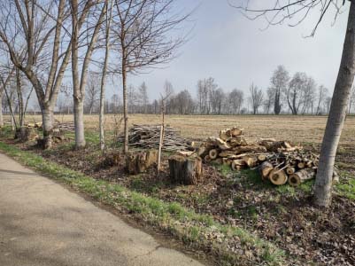 alberi di dimensioni maggiori